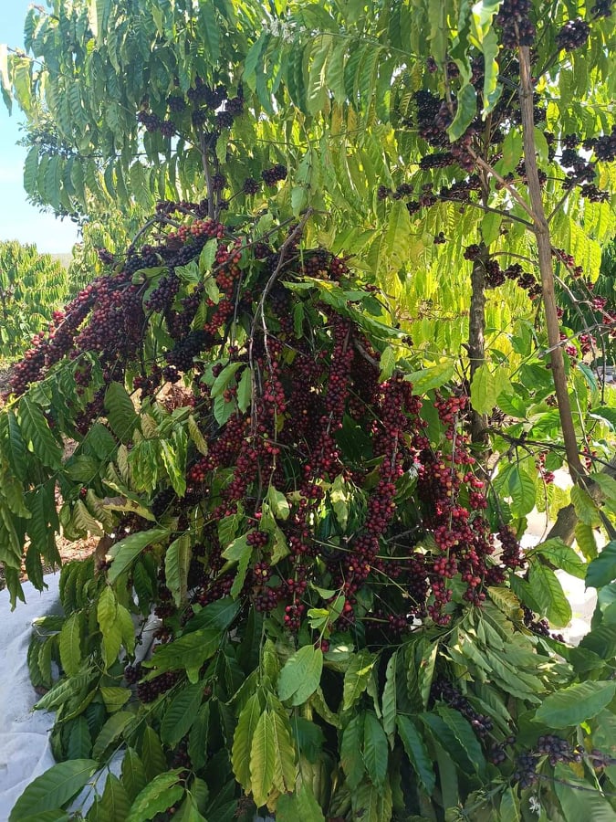 Giá nông sản ngày 1/7/2022: Cà phê trụ vững ở mức cao, tiêu đạt 72.000 đồng/kg